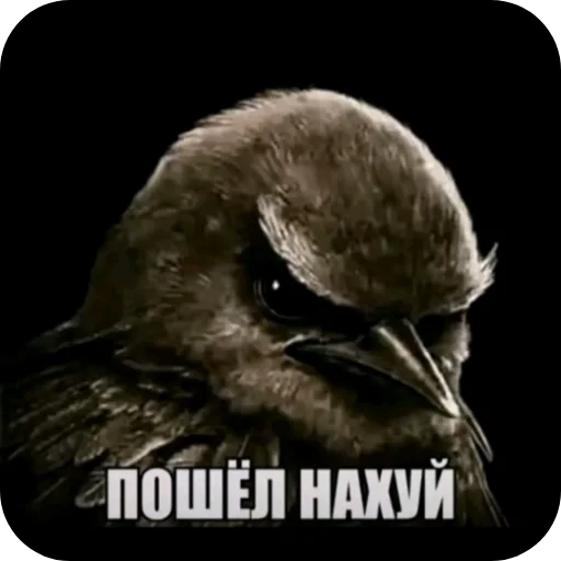 👍 Стикер «Вряд-ли птица» для Telegram
