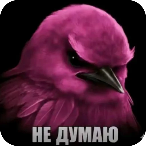 🌸 Стикер «Вряд-ли птица» для Telegram