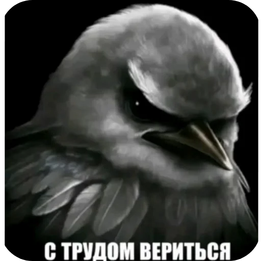 🐦 Стикер «Вряд-ли птица» для Telegram