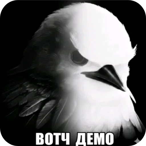 🐦 Стикер «Вряд-ли птица» для Telegram