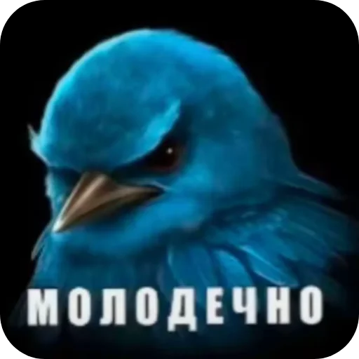 🐦 Стикер «Вряд-ли птица» для Telegram