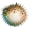 Стикер 59 😀 Puffer Emoji