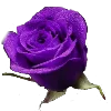 🌹 Эмодзи «𝗣𝘂𝗿𝗽𝗹𝗲 𝗲𝗺𝗼𝗷𝗶 ☞» для Telegram