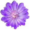 🌸 Эмодзи «𝗣𝘂𝗿𝗽𝗹𝗲 𝗲𝗺𝗼𝗷𝗶 ☞» для Telegram
