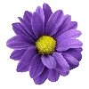 🌸 Эмодзи «𝗣𝘂𝗿𝗽𝗹𝗲 𝗲𝗺𝗼𝗷𝗶 ☞» для Telegram