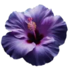 Стикер 42 Purple
