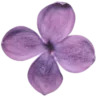 Стикер 52 Purple