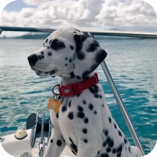 🐶 Стикер «Пятнышки» для Telegram