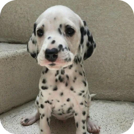 🐶 Стикер «Пятнышки» для Telegram