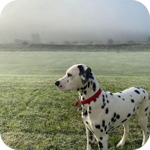 🐶 Стикер «Пятнышки» для Telegram