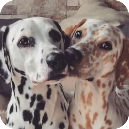🐶 Стикер «Пятнышки» для Telegram