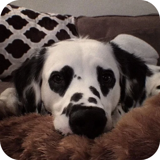 🐶 Стикер «Пятнышки» для Telegram