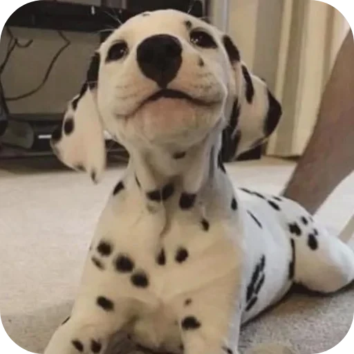 🐶 Стикер «Пятнышки» для Telegram