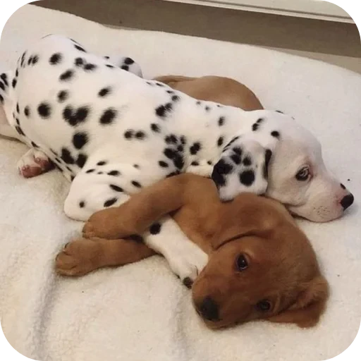 🐶 Стикер «Пятнышки» для Telegram