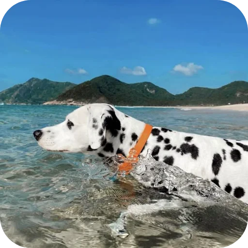 🐶 Стикер «Пятнышки» для Telegram