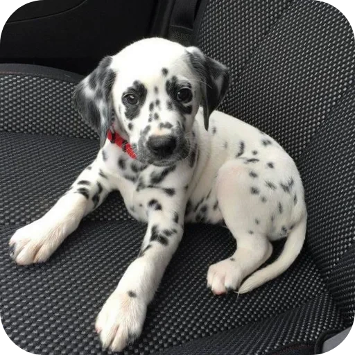 🐶 Стикер «Пятнышки» для Telegram