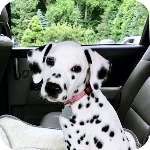 🐶 Стикер «Пятнышки» для Telegram
