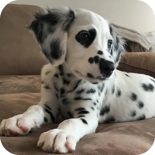 🐶 Стикер «Пятнышки» для Telegram