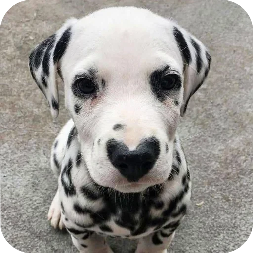 🐶 Стикер «Пятнышки» для Telegram