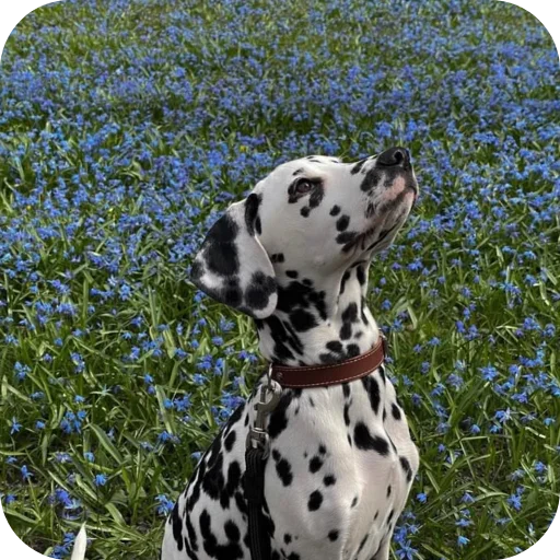 🐶 Стикер «Пятнышки» для Telegram