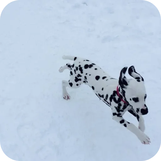 🐶 Стикер «Пятнышки» для Telegram