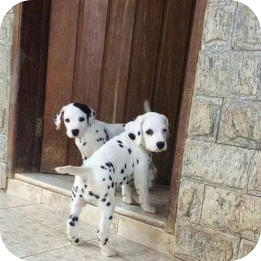 🐶 Стикер «Пятнышки» для Telegram
