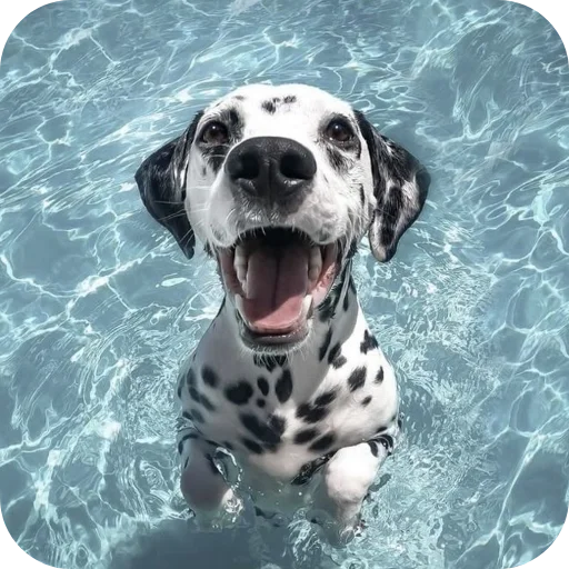🐶 Стикер «Пятнышки» для Telegram