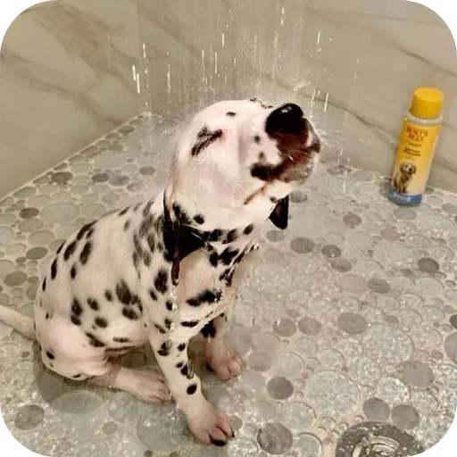 🐶 Стикер «Пятнышки» для Telegram