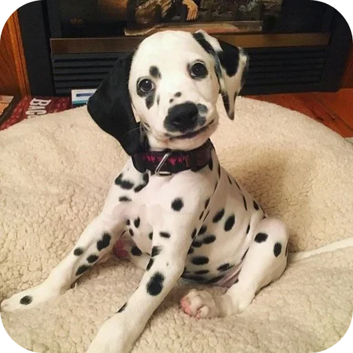 🐶 Стикер «Пятнышки» для Telegram