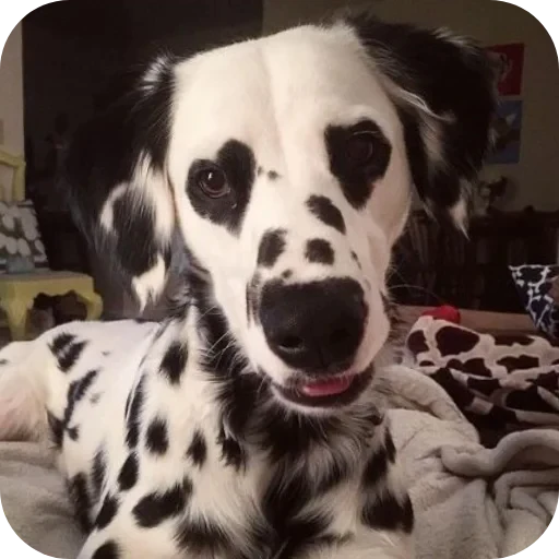 🐶 Стикер «Пятнышки» для Telegram