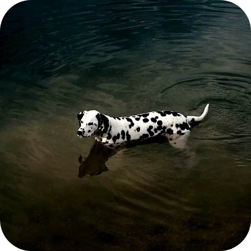 🐕 Стикер «Пятнышки» для Telegram