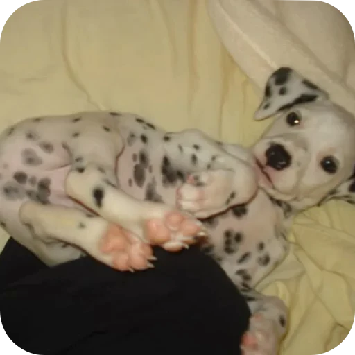 🐶 Стикер «Пятнышки» для Telegram