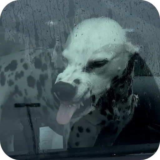 🚗 Стикер «Пятнышки» для Telegram