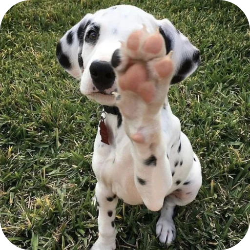 🐶 Стикер «Пятнышки» для Telegram