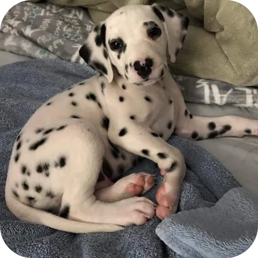 🐶 Стикер «Пятнышки» для Telegram