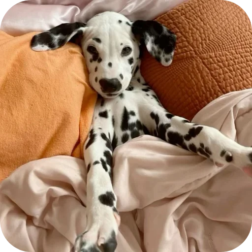 🐶 Стикер «Пятнышки» для Telegram