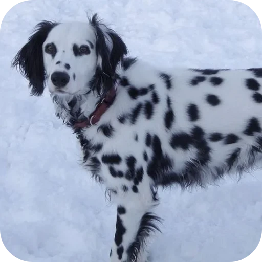 🐕 Стикер «Пятнышки» для Telegram