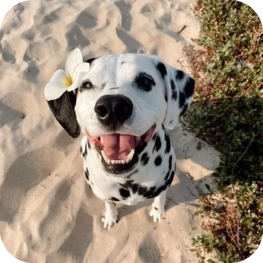 🐶 Стикер «Пятнышки» для Telegram