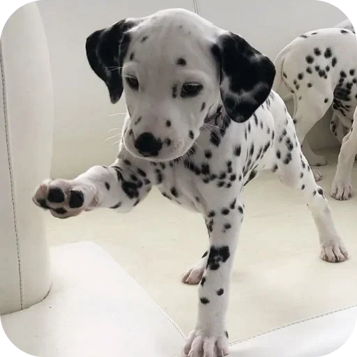 🐶 Стикер «Пятнышки» для Telegram