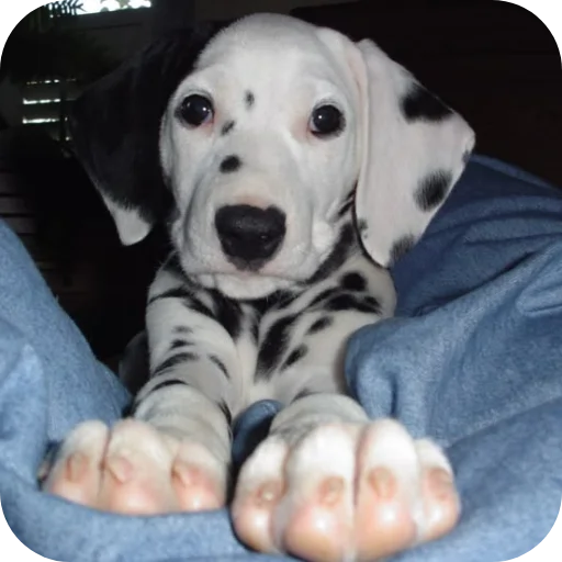 🐶 Стикер «Пятнышки» для Telegram