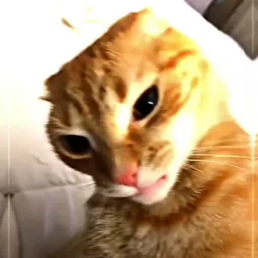 🤨 Стикер «Qzu» для Telegram