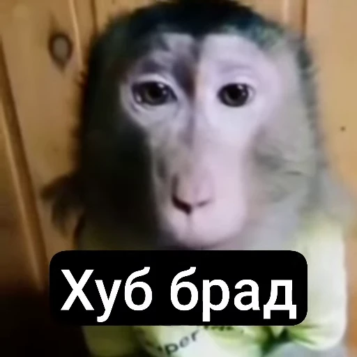 🫡 Стикер «Qzu» для Telegram