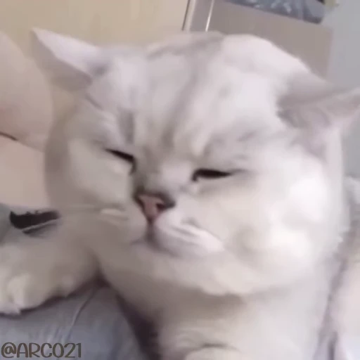 😱 Стикер «Qzu» для Telegram