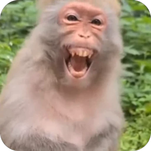 🤣 Стикер «Qzu» для Telegram