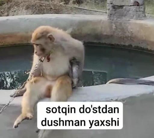 😕 Стикер «Qzu» для Telegram