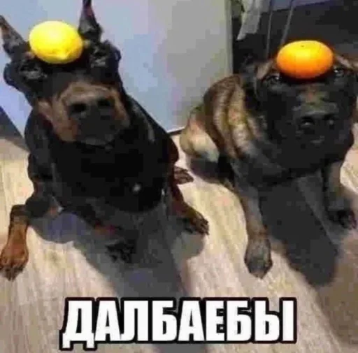🤩 Стикер «Roflz» для Telegram