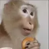 Стикер 26 Monkeys #animals #cute #memes