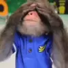 Стикер 10 Monkeys #animals #cute #memes