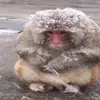 Стикер 23 Monkeys #animals #cute #memes