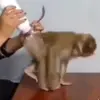 Стикер 43 Monkeys #animals #cute #memes